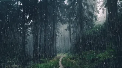 Эстетика дождя в лесу - фото и картинки abrakadabra.fun