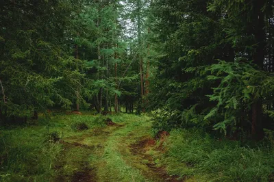 Дождь в лесу ночью. фотореалистично.…» — создано в Шедевруме