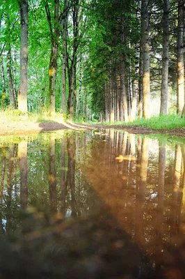 Шум дождя в лесу» — создано в Шедевруме