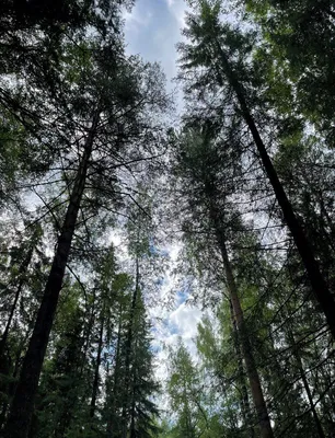 Лес с дождем рисунок - 65 фото