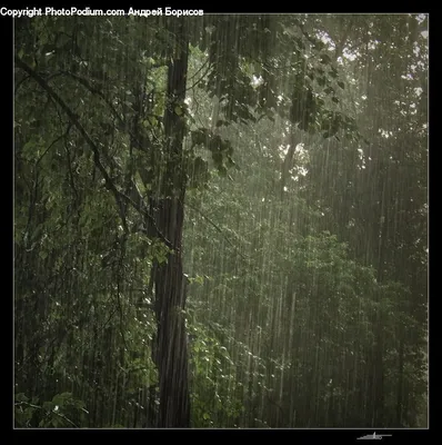 Дождь в лесу летом - фото и картинки: 33 штук