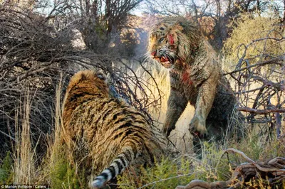 Битва двух тигров» — создано в Шедевруме