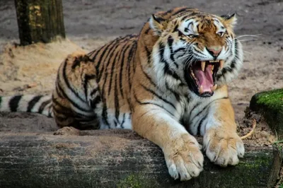 Жесточайшая схватка двух тигров