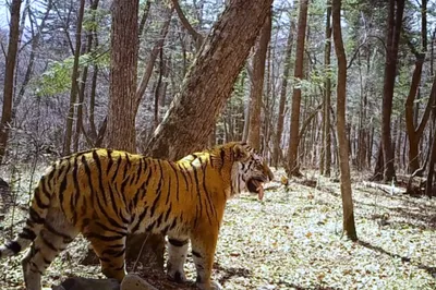 Двух белых тигрят из Зоопарка Удмуртии воспитала собака-дворняжка - KP.RU