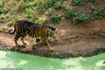 тигрица рвется на двух мужчин-тигров на ее территории Стоковое Фото -  изображение насчитывающей ангстрома, охотник: 263552884