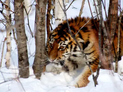 Люди провоцируют хищника сами: охотоведы о нападениях тигра в Приморье -  UssurMedia.ru