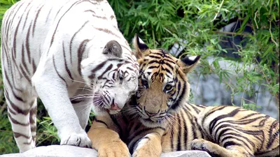 Фото двух тигров фото