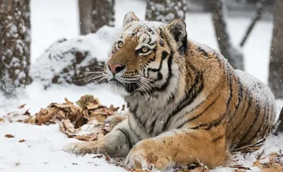 Молодой тигр, играющий со своей матерью — Википедия