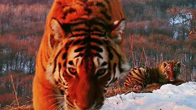 Как в Грузии убили последнего Каспийского тигра