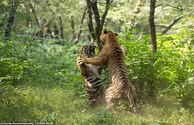 Спаривание Двух Тигров В Лесу — стоковые фотографии и другие картинки Без  людей - Без людей, Бенгальский тигр, Горизонтальный - iStock