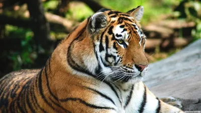 В Приморье двух амурских тигров готовят к возвращению в тайгу :: Новости ::  ТВ Центр