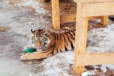 Тигр напал на двух собак в Амурской области