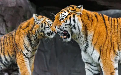 У каждого тигра уникальные полоски, нет двух тигров с одинаковыми полосками  🐅💛 each tiger has unique … | Искусство рисования маркером, Рисунки  животных, Рисование