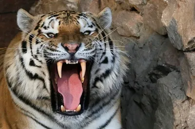 Дразнили тигра и оскорбляли посетителей: двух парней задержали в  Алматинском зоопарке - 14.05.2022, Sputnik Казахстан