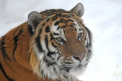 Амурские тигры сделали селфи перед фотоловушкой - BBC News Русская служба