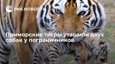 Убил двух собак: голодные тигры продолжают терроризировать жителей Приморья  - PrimaMedia.ru