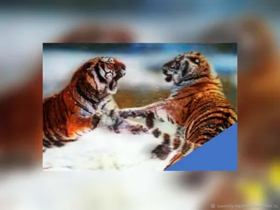 Неадекватного тигра поймали на границе Приморского и Хабаровского краев -  KP.RU