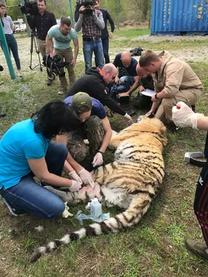 Двух амурских тигров выпустят весной в дикую природу (ФОТО) — Новости  Хабаровска