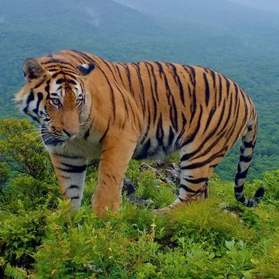 Картина на холсте с изображением двух тигров, белого тигра и желтого тигра  | AliExpress