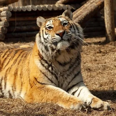 Двух амурских тигров выпустят весной в дикую природу (ФОТО) — Новости  Хабаровска