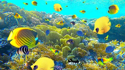 Море красивое. Красное море Египет» — создано в Шедевруме