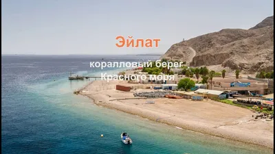 Красное море, Эйлат 🇮🇱Встреча с дельфином 🐬 | Instagram