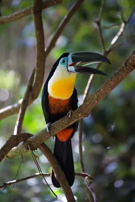 Топ 5 экзотических птиц для дома | ТОТО | Дзен