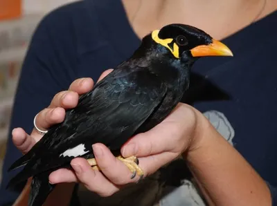 Посмотрите на 5 самых удивительных экзотических птиц | TechInsider | Дзен