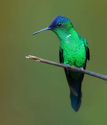 Фотографии экзотических птиц крупным планом | Красивая природа, животный  мир | Дзен