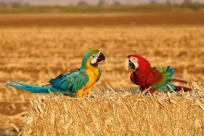 Rio для экзотических птиц купить в Минске, цены