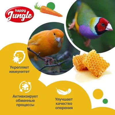 Фотографии экзотических птиц, обитающих в бразильских джунглях - Жизнь -  театр - медиаплатформа МирТесен | Pet birds, Beautiful birds, Woodpecker