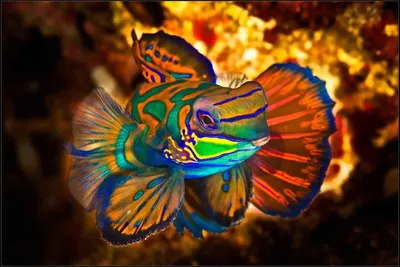 Экзотические рыбы: палитра ярких красок под водой | Все живое на Земле |  Дзен