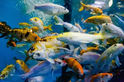 Дискус экзотических рыб аквариум цвета синий изолированный фоновое животное  стоковое фото ©Adrianarad1991 174627994