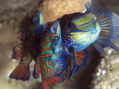14 экзотических пресноводных рыб для вашего аквариума | Аквариумный мир |  Дзен