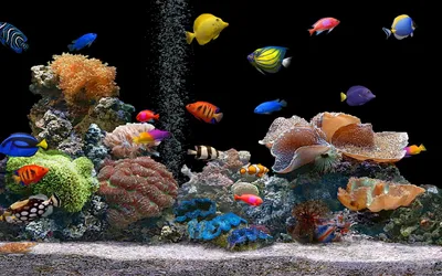 стадо небольших экзотических рыб в глубинах индийских морских злодеев  Стоковое Фото - изображение насчитывающей снизу, сноркелинг: 253834440