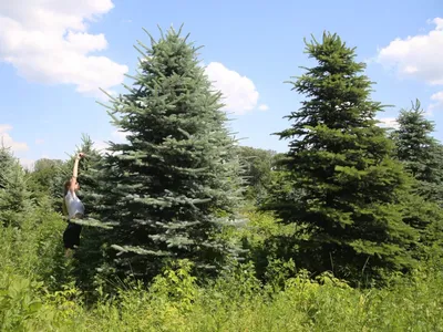 Пушистые Ели В Лесу — стоковые фотографии и другие картинки Pinaceae -  Pinaceae, Ёлочная ветка, Без людей - iStock