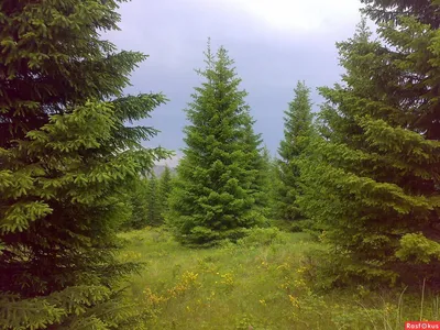 Фото елки в лесу летом фото