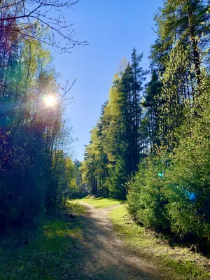 Тропинка в лесу летом | Пейзажи, Лес, Закаты