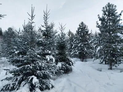 В государственных лесах Латвии можно срубить елку к Рождеству