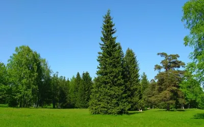 Дед Мороз — профиль пользователя в Шедевруме