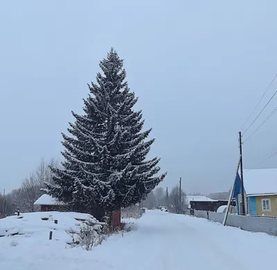 Фотосессия в лесу | Пикабу