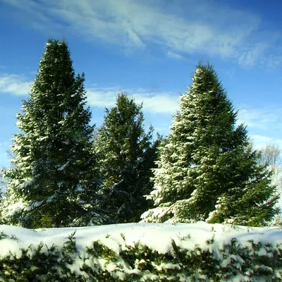 Сколько стоит новогодняя елка в Ревде и как срубить ее в лесу самому, чтобы  не платить штраф — Ревда-инфо.ру