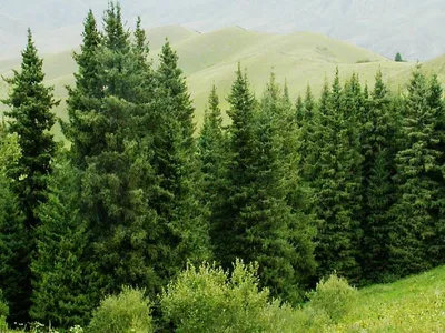 Министерство природных ресурсов Забайкальского края | Разъяснение по  вопросам вырубки ёлок в лесу