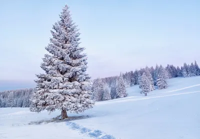 Стартовала ежегодная кампания RMK \"Рождественская елка из государственного  леса\" | Эстония | ERR
