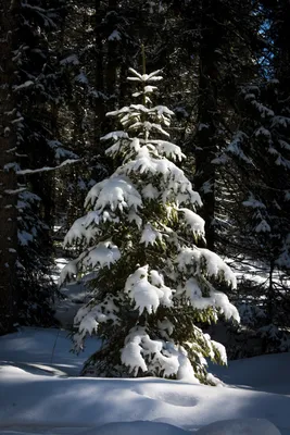 новогодняя елка в поле возле леса в горах, благородная ель картина, дерево,  ответвляться фон картинки и Фото для бесплатной загрузки