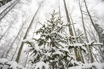 Зимнее дерево в лесу. Ветки елки в лесу. Photos | Adobe Stock