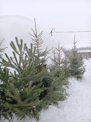 картинки : лес, филиал, снег, зима, мороз, Вечнозеленый, Погода, Пихта,  Рождественская елка, время года, Хвойное дерево, Ель, Замораживание,  Древесное растение, Наземный завод 3072x4608 - - 30517 - красивые картинки  - PxHere