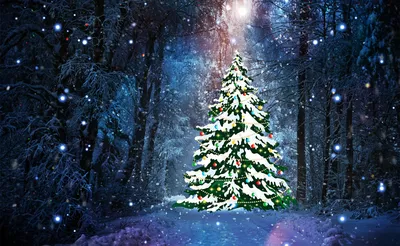 Новогодние елки в сказочном лесу: красивые фото