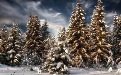 Фотографии елки зимние Природа лес Снег Времена года 2048x1362