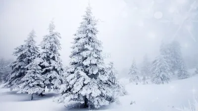 Как украшает природа елки: Елки в зимнем лесу